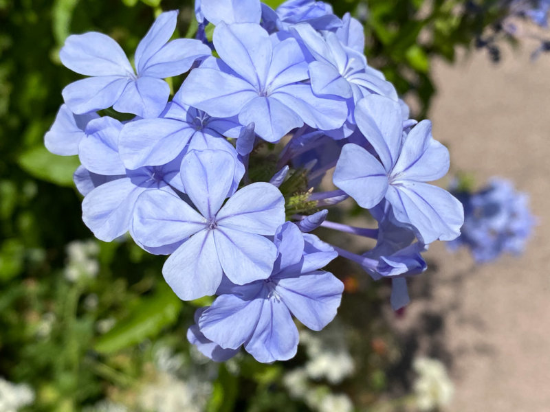 Plumbago capensis, Levallois (92)