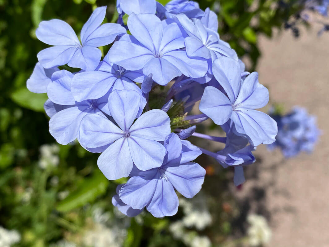 Plumbago capensis, Levallois (92)