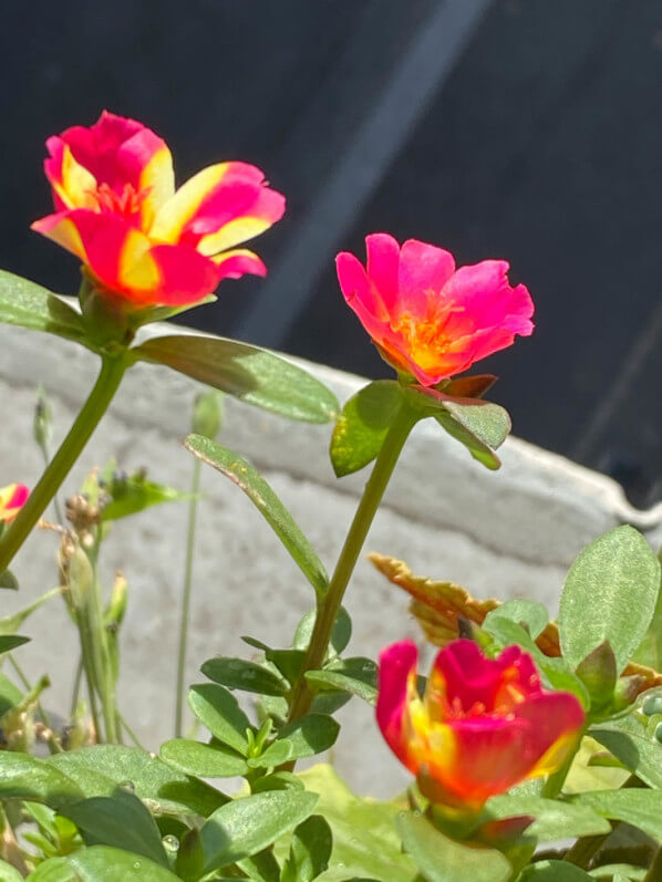 Pourpier à fleurs simples en été sur mon balcon parisien, Paris 19e (75)