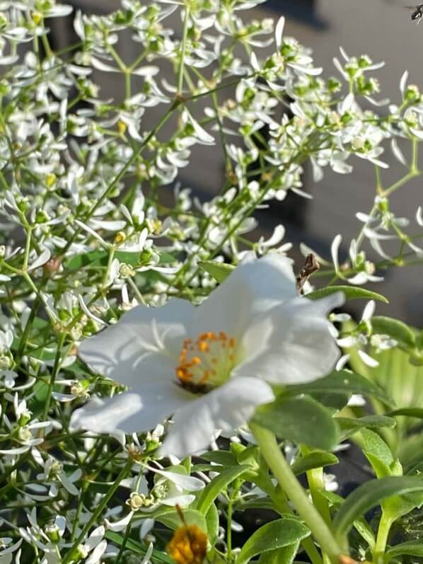 Pourpier et euphorbe 'Diamond Frost' en été sur mon balcon parisien, Paris 19e (75)