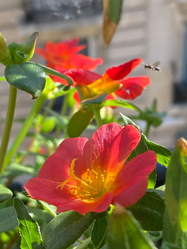 Pourpier à fleurs simples en été sur mon balcon parisien, Paris 19e (75)