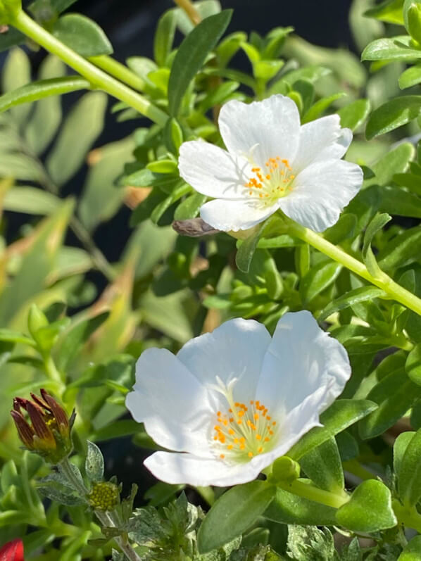 Pourpier à fleurs simples en été sur mon balcon parisien, Paris 19e (75)