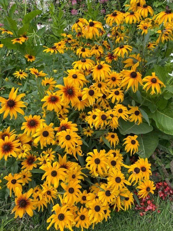 Rudbeckia hirta 'Autumn Forest' en été dans le Jardin des plantes, Paris 5e (75)