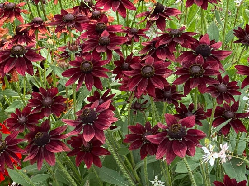 Rudbeckia hirta Cherry Brandy en été dans le Jardin des plantes, Paris 5e (75)