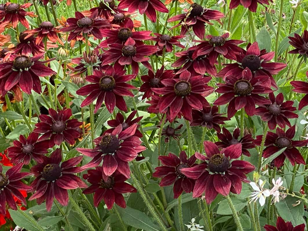 Lire la suite à propos de l’article Le rudbeckia rayonne dans toute sa splendeur à travers l’Europe