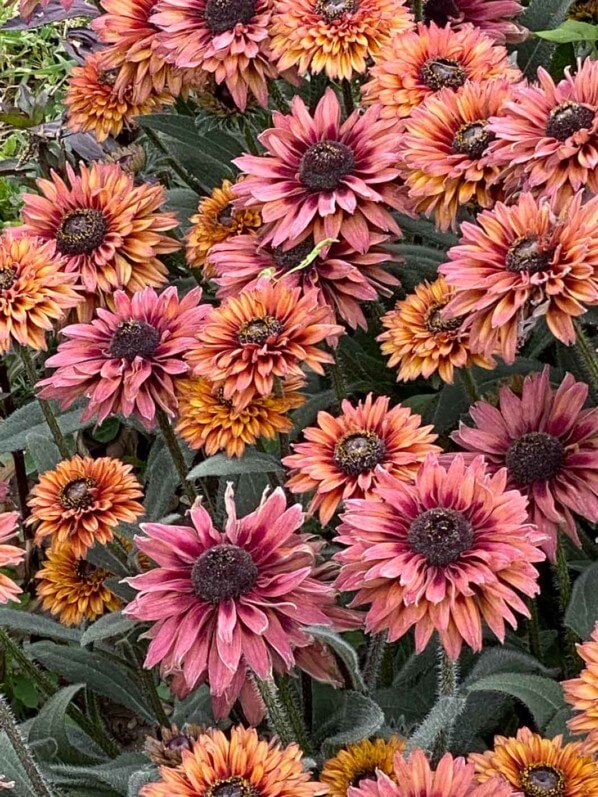 Rudbeckia Flamenco 45 Dark orange, Astéracées, en été dans le Jardin des plantes, Paris 5e (75)