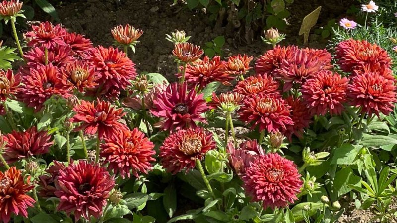 Rudbeckia Flamenco True Red en été dans le Jardin des plantes, Paris 5e (75)