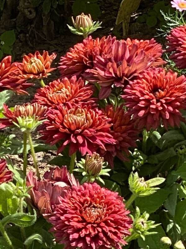 Rudbeckia Flamenco True Red en été dans le Jardin des plantes, Paris 5e (75)