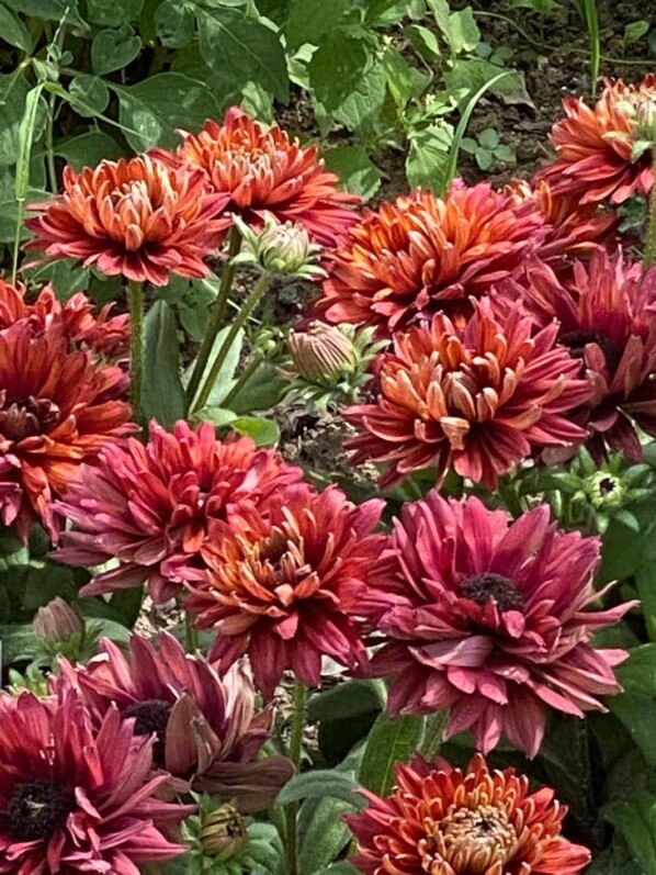 Rudbeckia Flamenco True Red en été dans le Jardin des plantes, Paris 5e (75)