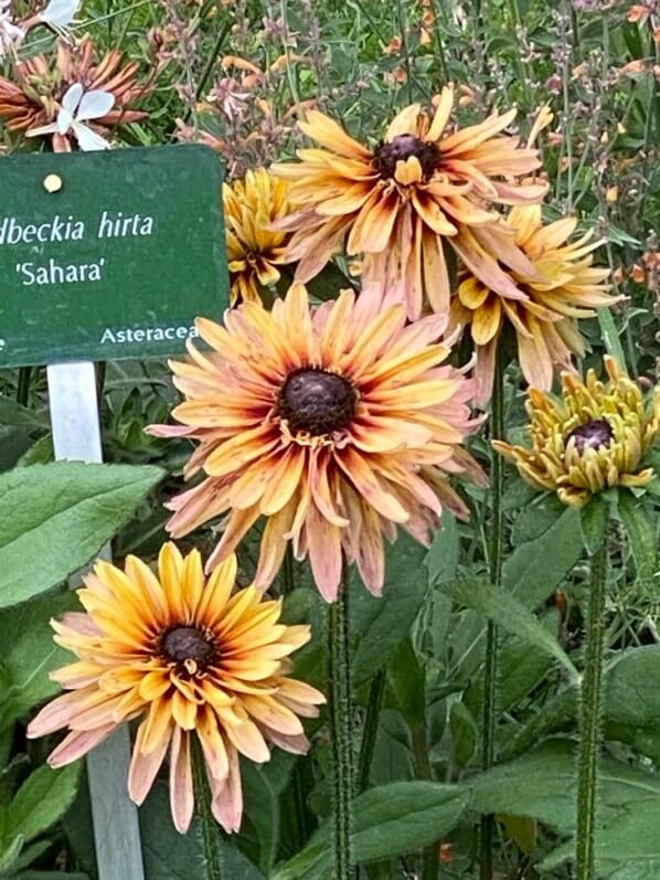 Rudbeckia hirta 'Sahara' en été dans le Jardin des plantes, Paris 5e (75)