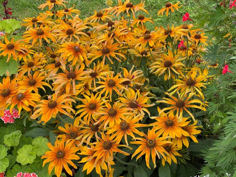 Rudbeckia hirta SmileyZ Big Joy en été dans le Jardin des plantes, Paris 5e (75)