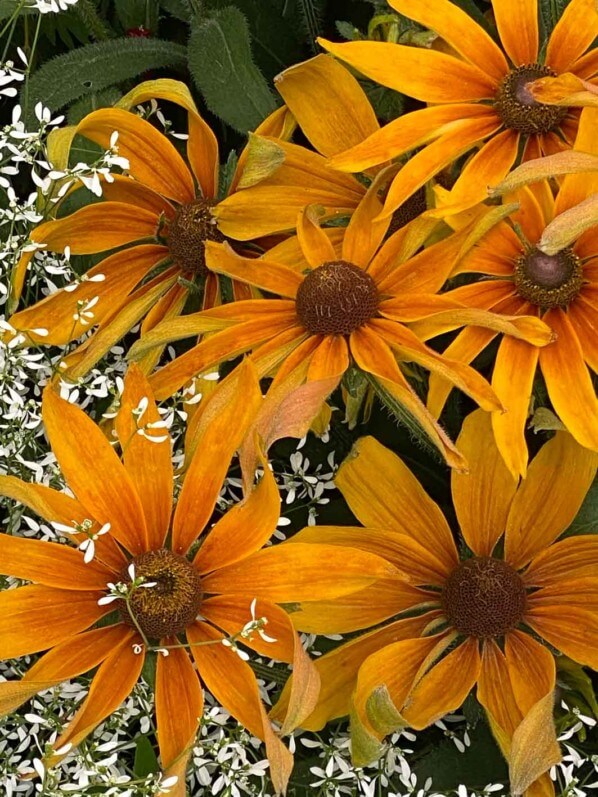 Rudbeckia hirta SmileyZ Big Joy en été dans le Jardin des plantes, Paris 5e (75)