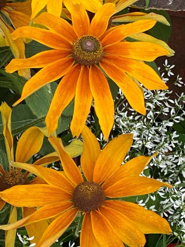 Rudbeckia hirta SmileyZ Big Joy en été dans le Jardin des plantes, Paris 5e (75)