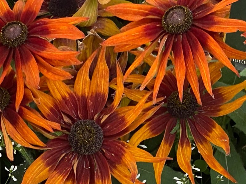 Rudbeckia hirta SmileyZ Loving en été dans le Jardin des plantes, Paris 5e (75)