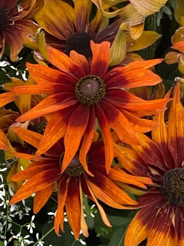 Rudbeckia hirta SmileyZ Loving en été dans le Jardin des plantes, Paris 5e (75)