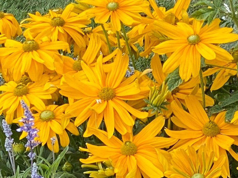 Rudbeckia hirta Sunbeckia Olivia en été dans le Jardin des plantes, Paris 5e (75)