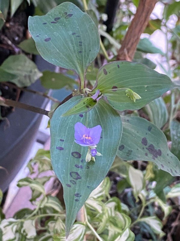 Tinantia pringlei en été sur mon balcon parisien, Paris 19e (75)