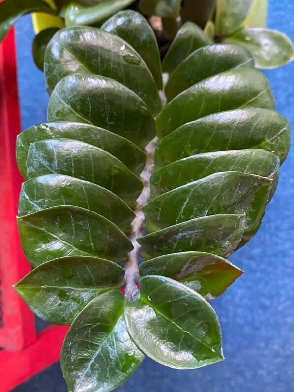 Feuille nettoyée de mon Zamioculcas, Aracée, plante d'intérieur, Paris 19e (75)