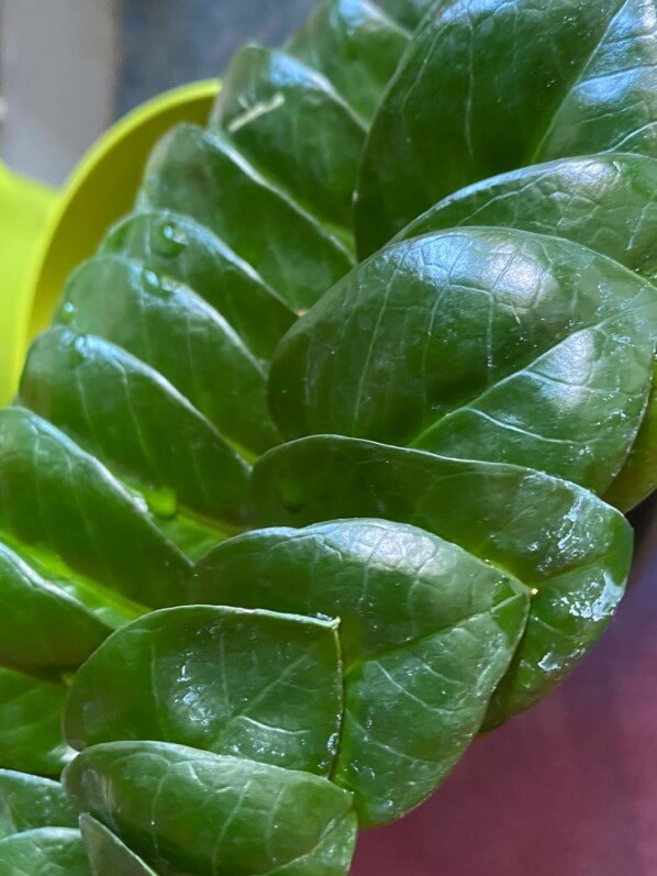 Feuille dépoussiérée de mon Zamioculcas, Aracée, plante d'intérieur, Paris 19e (75)