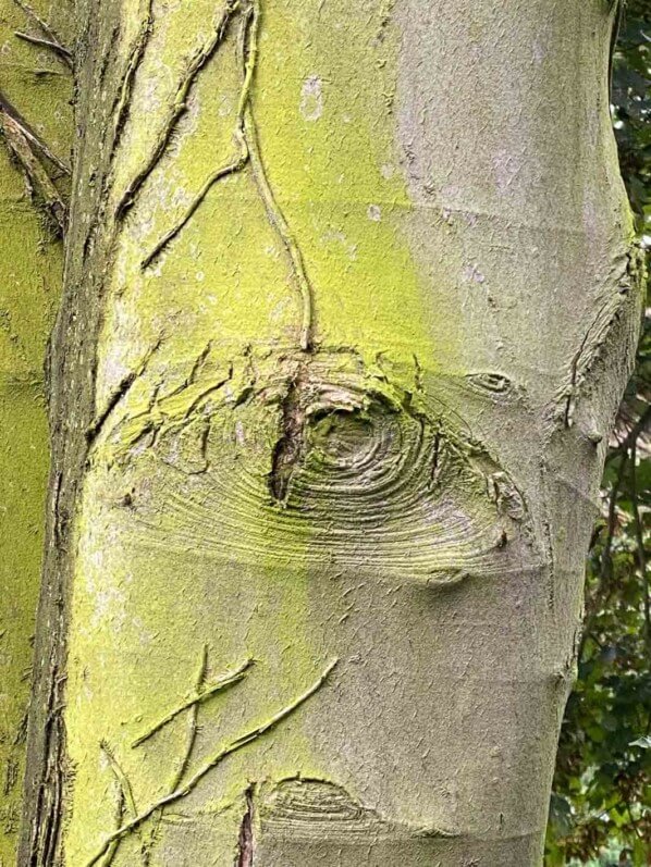 Cicatrice en forme d'oeil sur le tronc d'un arbre, Les Jardins d'Étretat, Étretat (76)