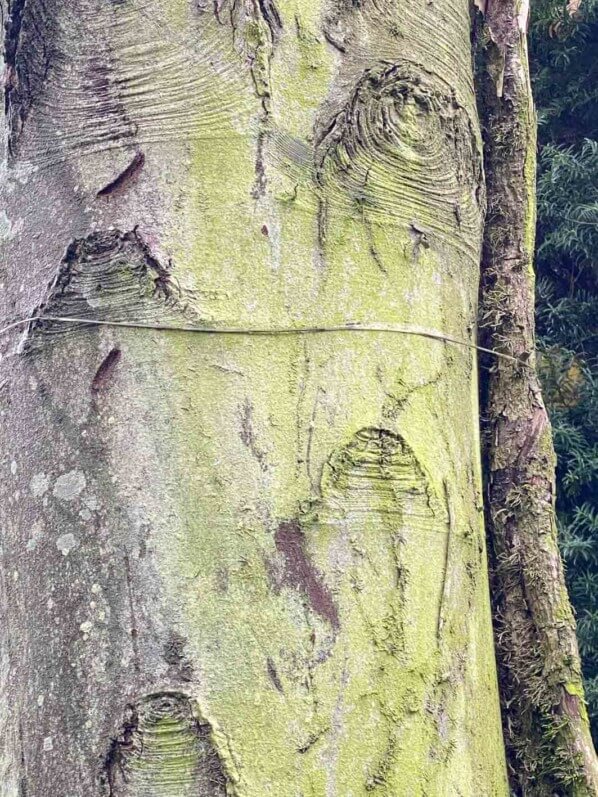 Cicatrice en forme d'oeil sur le tronc d'un arbre, Les Jardins d'Étretat, Étretat (76)