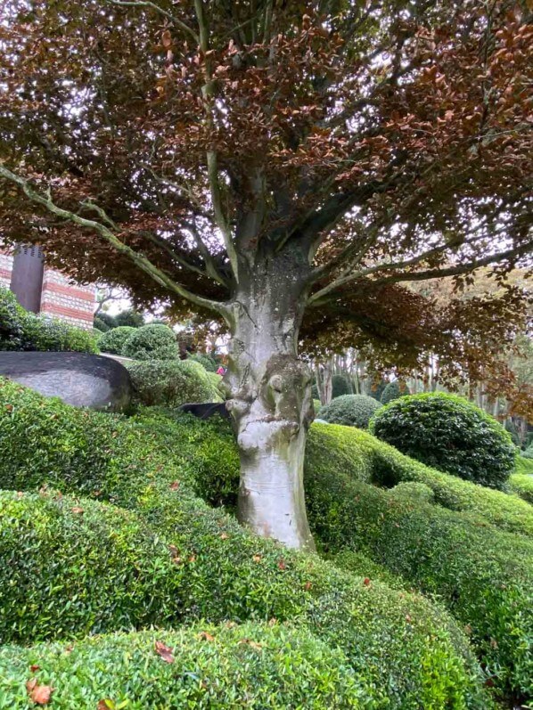 Hêtre pourpre dans Les Jardins d'Étretat, Étretat (76)