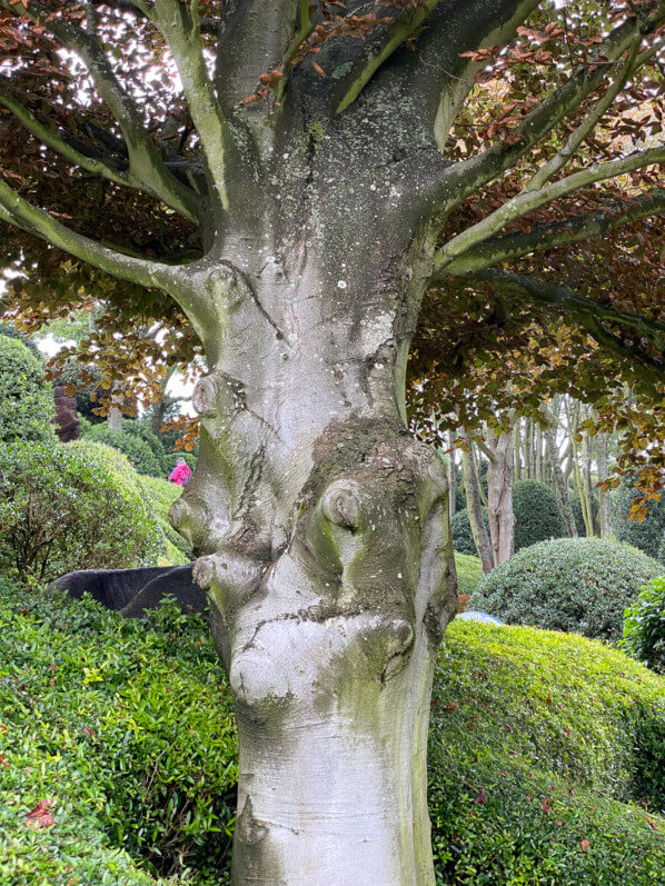 Hêtre pourpre dans Les Jardins d'Étretat, Étretat (76)