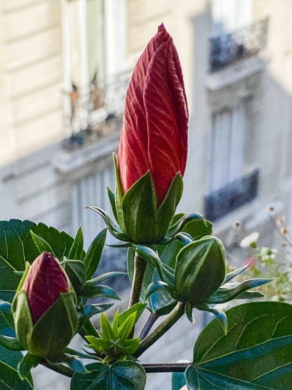Hibiscus x Rosa-sinensis, Malvacées, en été sur mon balcon parisien, Paris 19e (75)