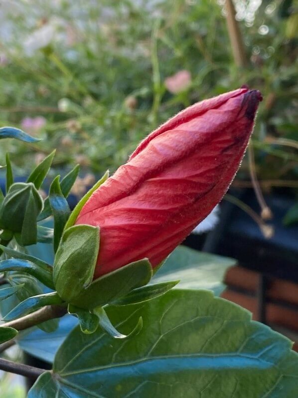 Lire la suite à propos de l’article Bouton floral près à s’ouvrir sur mon Hibiscus x rosa-sinensis