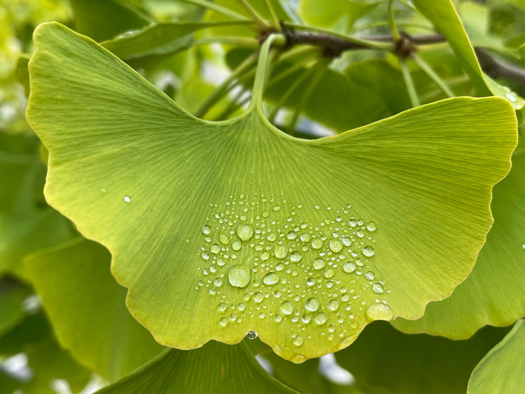 Lire la suite à propos de l’article Les perles laissées par la pluie sur une feuille de Ginkgo