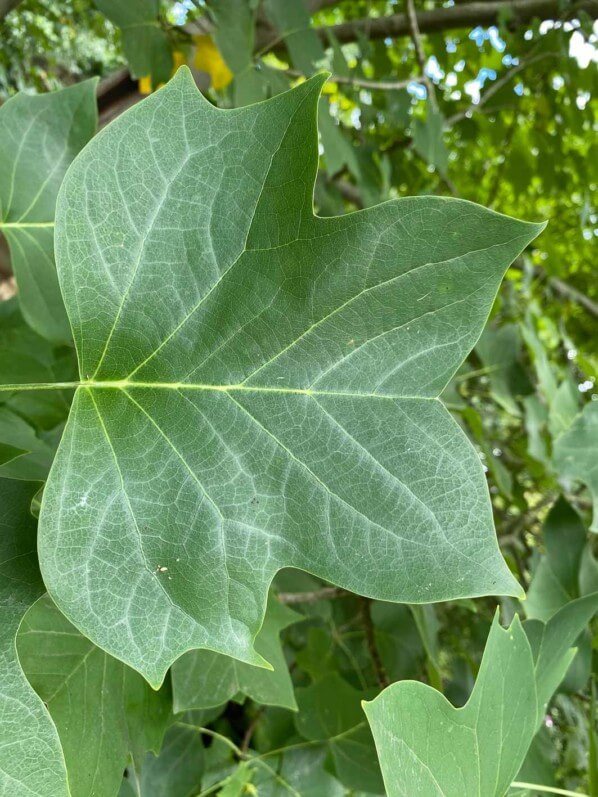 Feuille d'arbre en été dans le parc Terra Botanica, Angers (49)