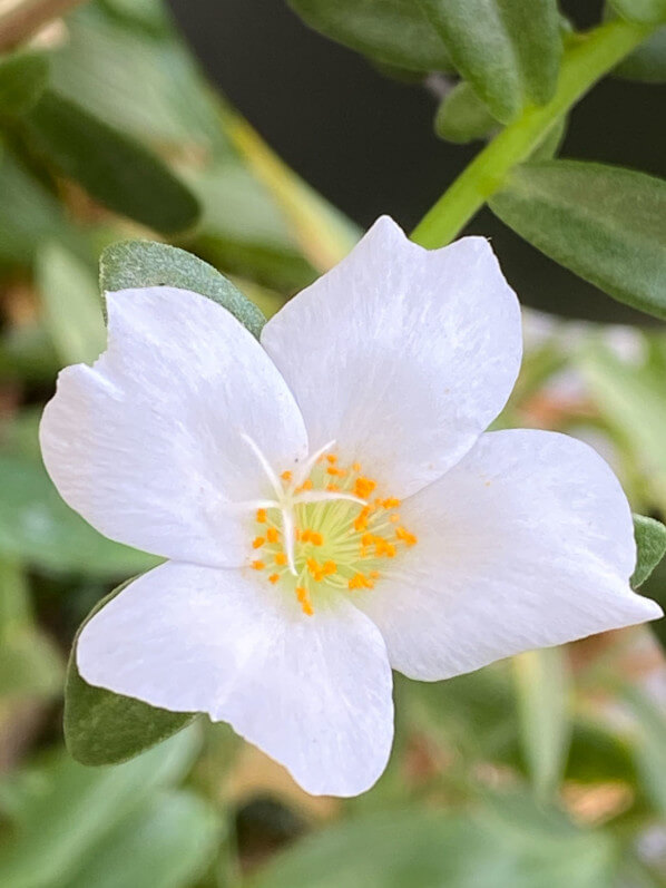 Fleur de pourpier en été sur mon balcon parisien, Paris 19e (75)