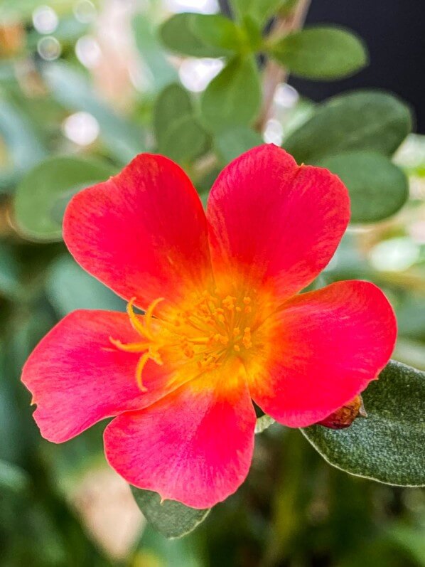 Fleur de pourpier en été sur mon balcon parisien, Paris 19e (75)