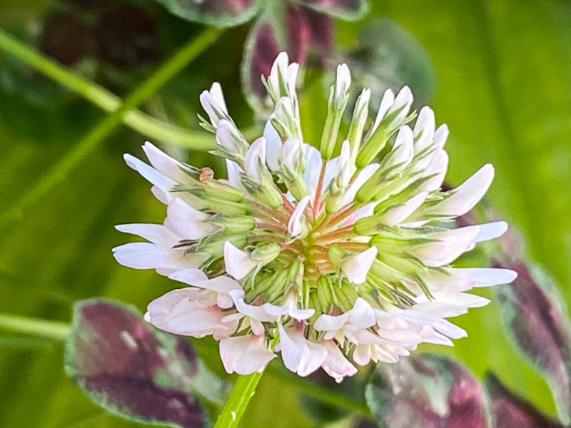 Fleurs du trèfle blanc en été sur mon balcon parisien, Paris 19e (75)