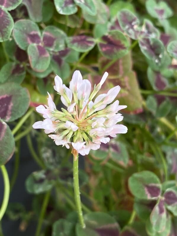 Fleurs du trèfle blanc en été sur mon balcon parisien, Paris 19e (75)