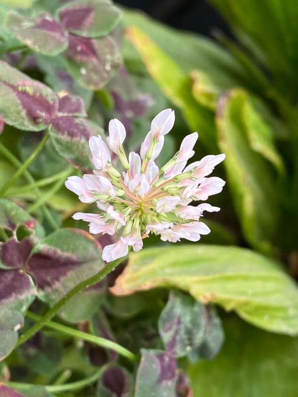 Fleurs du trèfle blanc en été sur mon balcon parisien, Paris 19e (75)