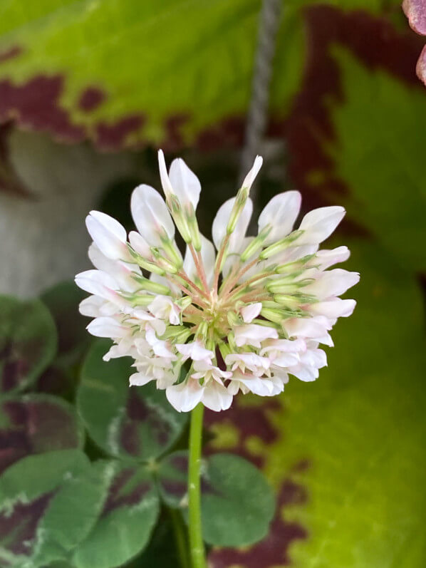 Fleurs du trèfle blanc en été sur mon balcon parisien, Paris 19e (75)