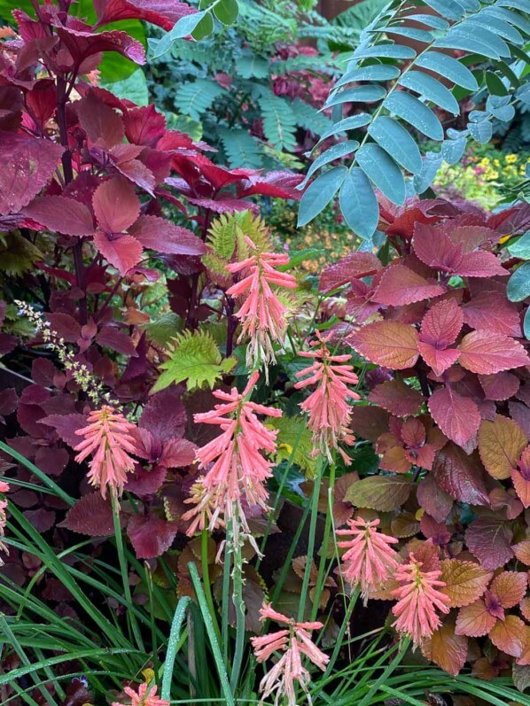 Lire la suite à propos de l’article Belle harmonie de coléus, kniphofias et senné