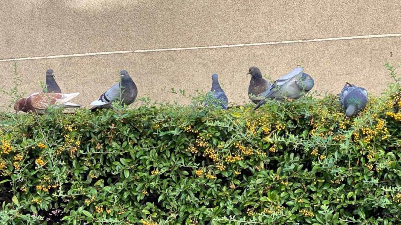 Pigeons sur une haie de pyracanthas, Paris 19e (75)