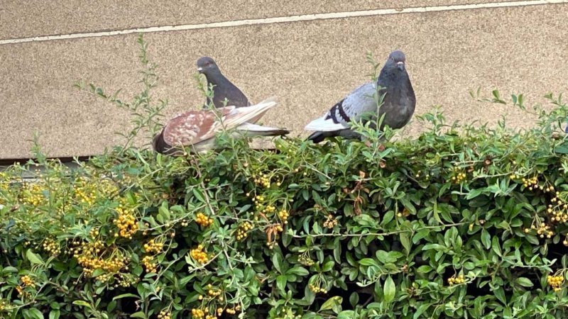 Pigeons sur une haie de pyracanthas, Paris 19e (75)