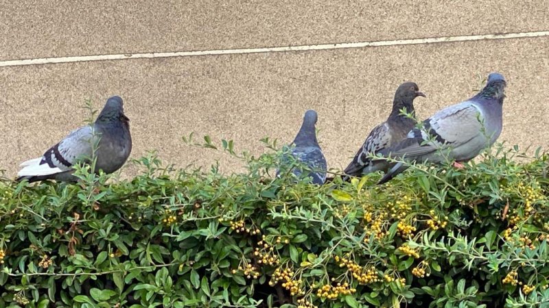 Pigeons sur une haie de pyracanthas, Paris 19e (75)