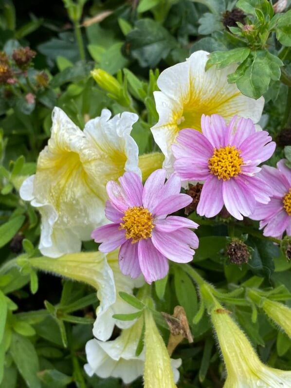 Duo fleuri de pétunias et de bidens roses en été à Étretat (76)