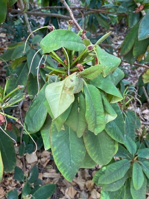 Rhododendron en manque d'eau, en été dans le parc floral de Paris, Paris 12e (75)