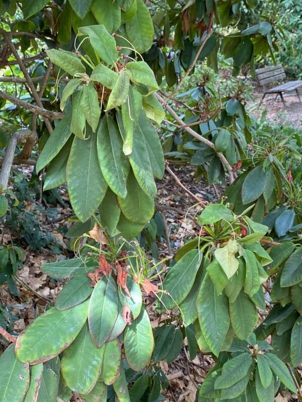 Rhododendron en manque d'eau, en été dans le parc floral de Paris, Paris 12e (75)