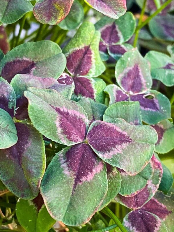 Trèfle, Trifolium repens en été sur mon balcon parisien, Paris 19e (75)