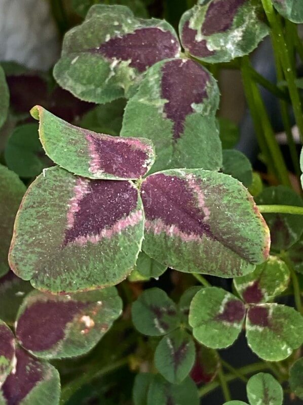 Trèfle, Trifolium repens en été sur mon balcon parisien, Paris 19e (75)