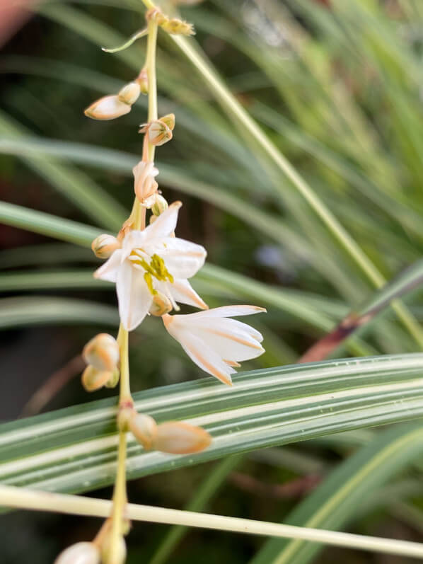 Chlorophytum saundersiae 'Starlight' en été sur mon balcon parisien, Paris 19e (75)