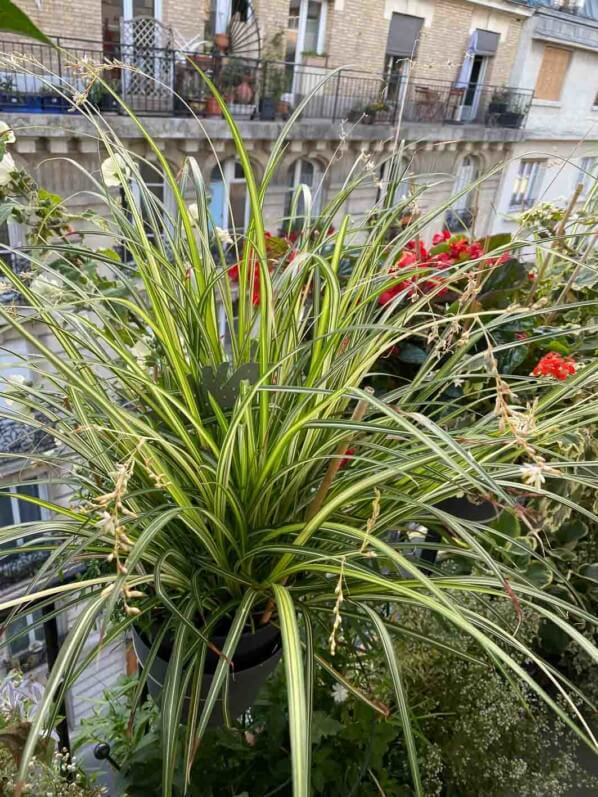 Chlorophytum saundersiae 'Starlight' en été sur mon balcon parisien, Paris 19e (75)