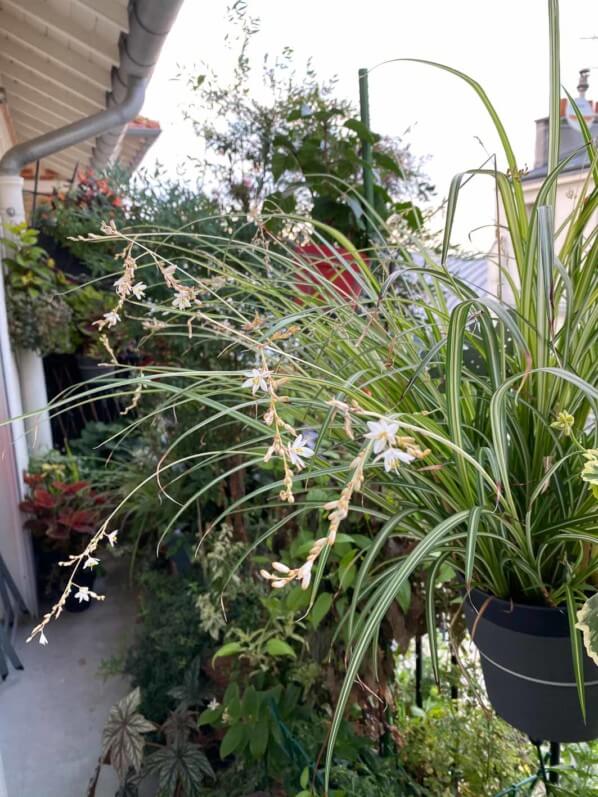 Lire la suite à propos de l’article Fin d’été en apothéose pour le Chlorophytum (Anthericum) saundersiae ‘Starlight