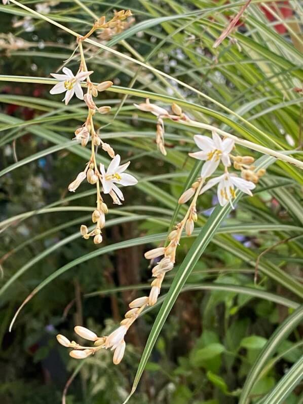 Chlorophytum saundersiae 'Starlight' en été sur mon balcon parisien, Paris 19e (75)